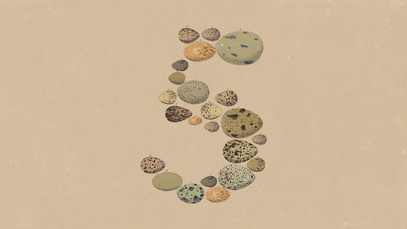 Illustration de lancement de Claude Opus 5 par Anthropic : le chiffre 5 formé d’œufs de oiseaux tachetés illustrés vintage sur fond crème