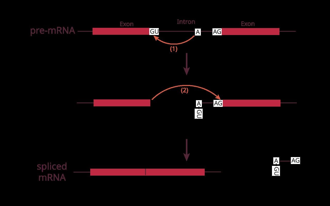 Un diagrama de la reacción de splicing del ARN, que muestra la excisión de un intrón del pre-ARNm para dejar ARNm empalmado. Diagrama de Wikimedia Commons, no del artículo.